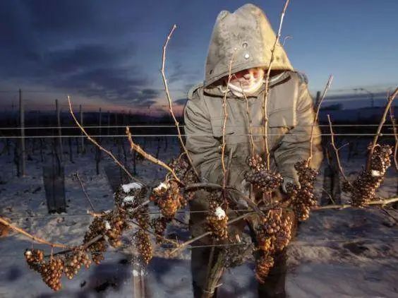 葡萄酒年龄的秘密