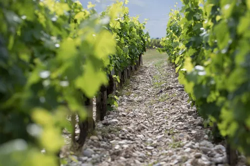 波尔多左右岸有什么不同？