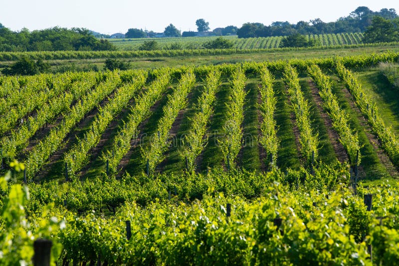 日落风景波尔多葡萄酒庄园法国、欧洲自然库存照片. 图片包括有字段, 橙色, 晴朗, 田园诗, 农田- 184551146