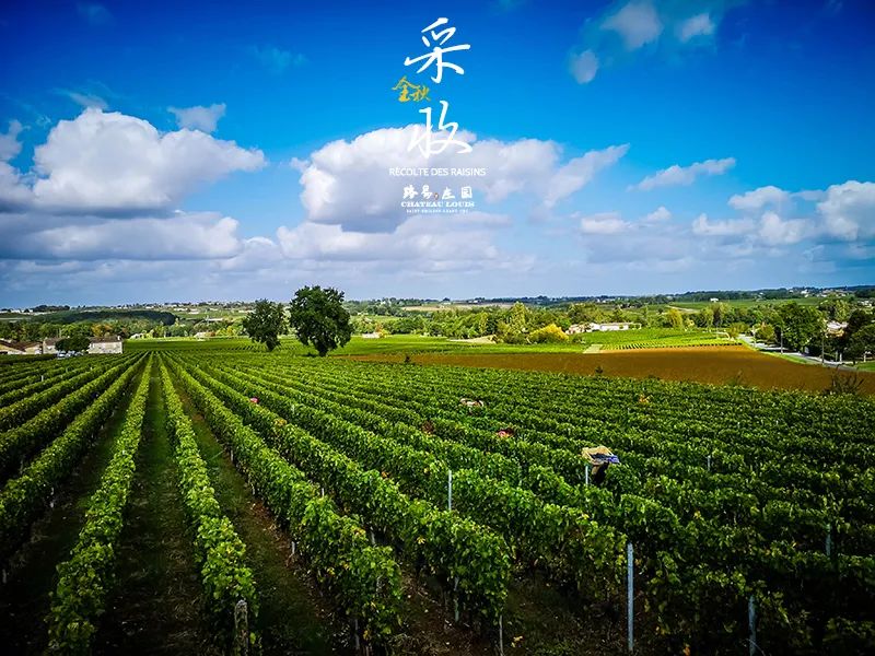 葡萄酒年龄的秘密