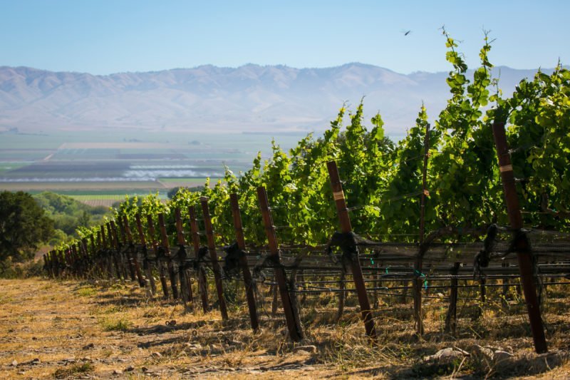 为何懂酒的人，最终都选择了路易庄园？