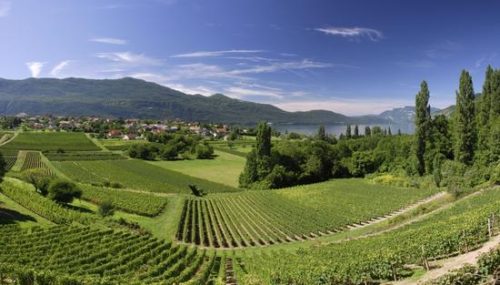 路易红酒的“纯净风土”有多重要？